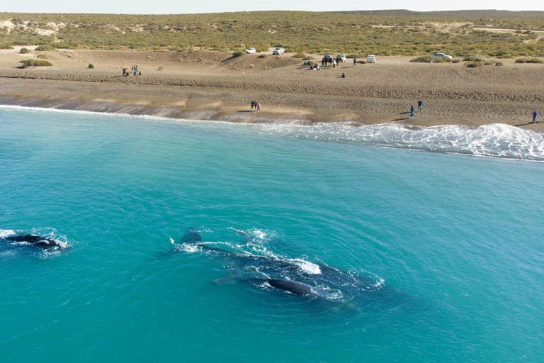 Puerto Madryn: El Doradillo Whale Watching Half-Day Tour