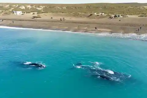 Puerto Madryn: El Doradillo walvistour halve dag