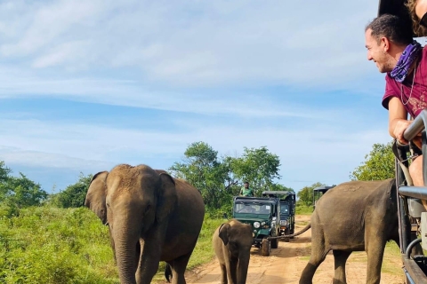 De Negombo a: Excursión Safari por los Parques de Sigiriya, Dambulla y MinneriyaNegombo: Safari en Jeep por el Parque Nacional de Minneriya / Kaudulla