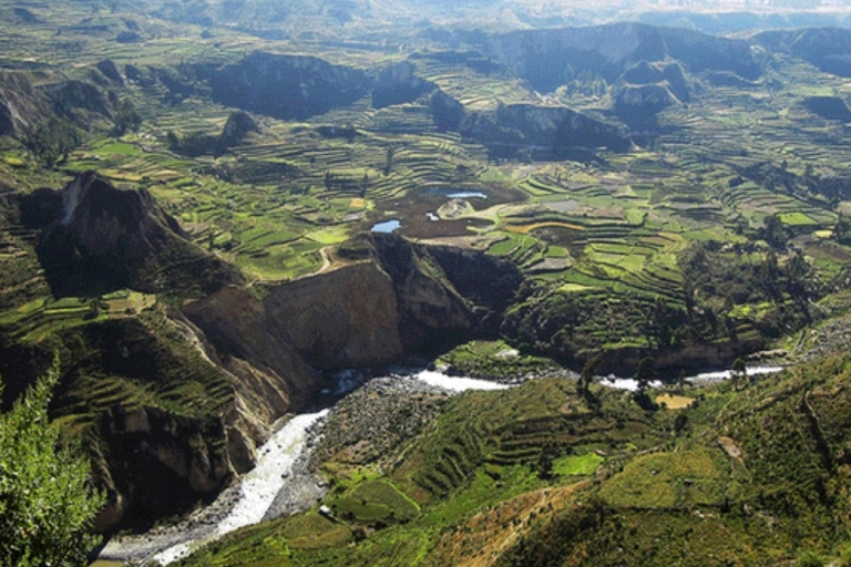 Z Arequipy: Wycieczka do Chivay i Kanionu Colca
