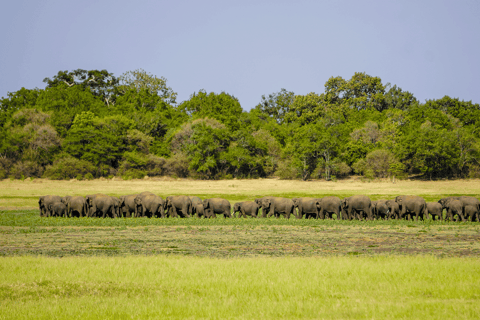 Minneriya: Safari con gli elefanti nel Parco Nazionale con servizio di prelievo in hotel