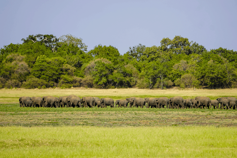 Minneriya: Olifantensafari in het Nationaal Park met ophaalservice vanaf je hotel