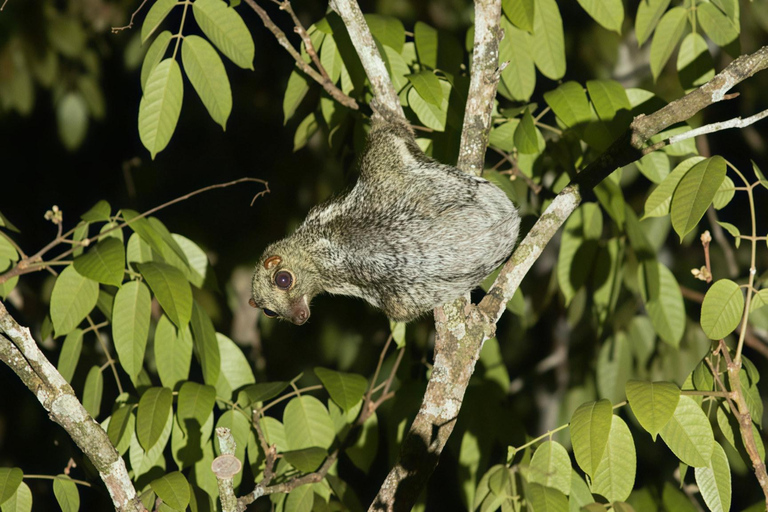 Langkawi : After Dark- Guided Night Rainforest Safari