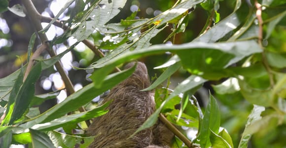 San Jose Costa Rica: Manuel Antonio National Park Tour