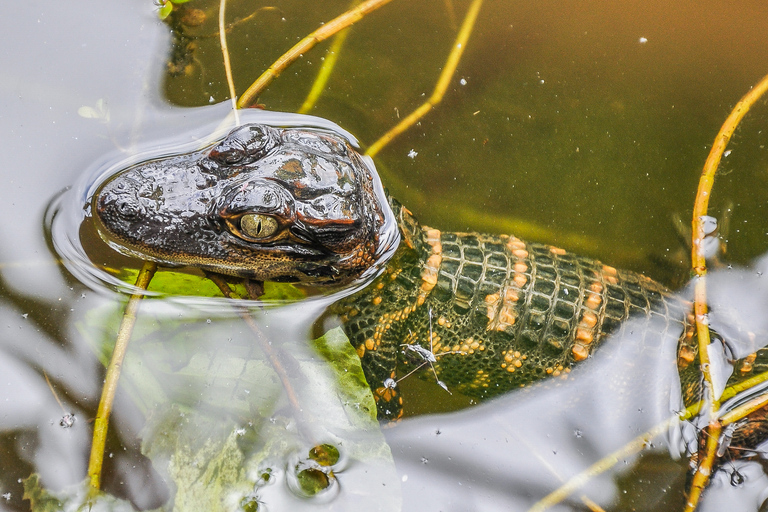 Miami : Visite du parc Safari des Everglades en canot pneumatique