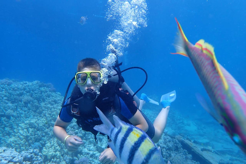 Hurghada: Beginner Diving Trip with Lunch, Transfer & Gear Boat Cruise with 2 Snorkeling Sites with Lunch & Transfer