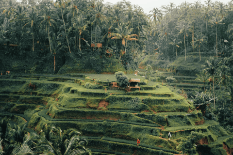 Bali: Ubud Rice Terraces, Monkey Forest & Waterfall Tour Full Package: All entry fees & lunch included