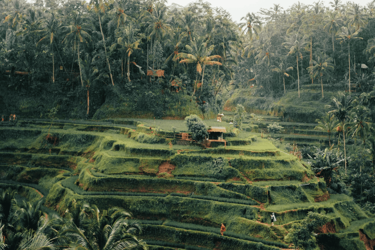 Bali: Ubud Rice Terraces, Monkey Forest & Waterfall Tour Full Package: All entry fees & lunch included