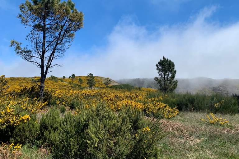 Excursión Este: Excursión clásica en jeep al Este de Madeira - Santana