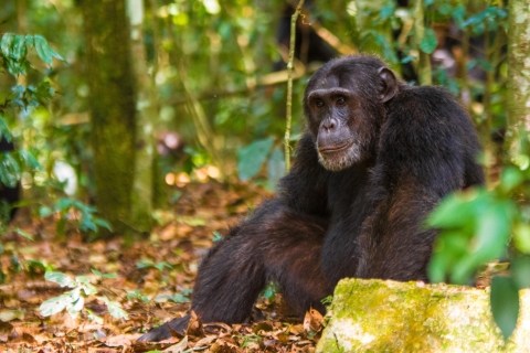 Oeganda: 4-daagse chimpanseetrekking in Kibale National ParkOeganda: 4-daagse Chimpansee Trekking in Kibale National Park