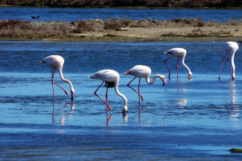 Flamingo-fågelskådning i Ebrodeltat vid solnedgången