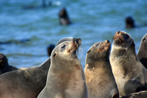 Walvis Bay: Visita de observação de aves e fotografia