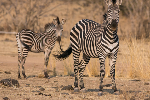 5-tägige Mid-Range-Gruppensafari zu Tansanias berühmtesten Parks