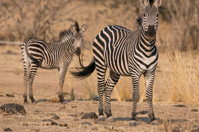 5-Day Mid-Range Group Safari to Tanzania's most famous parks