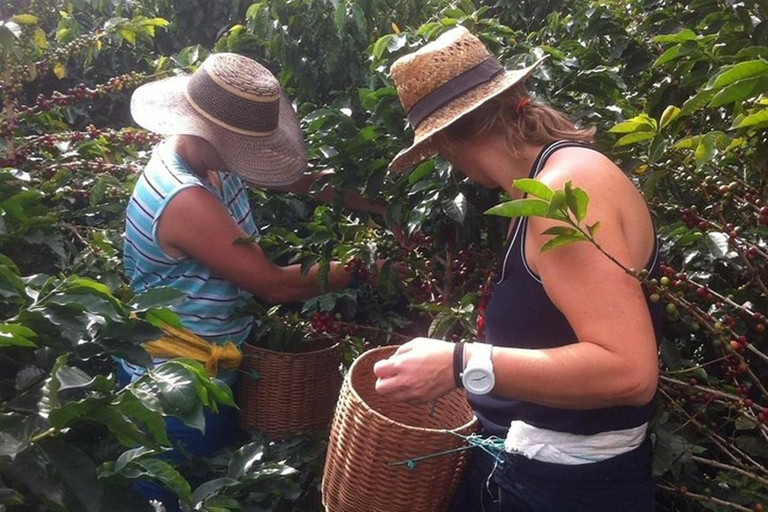 من ميديلين: جولة قهوة خيريكو لمدة يومين