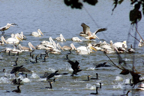 Okhla Bird Sanctuary,Akshardham Temple with Iskcon Temple 2D