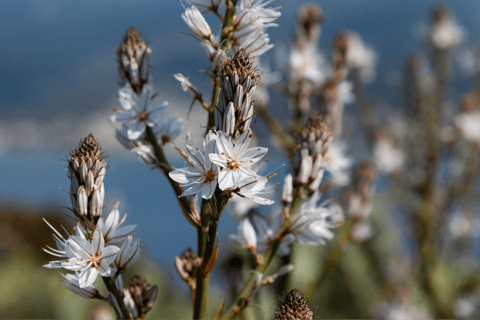 Budva: Kayak & Hike Experience on Sveti Nikola Island