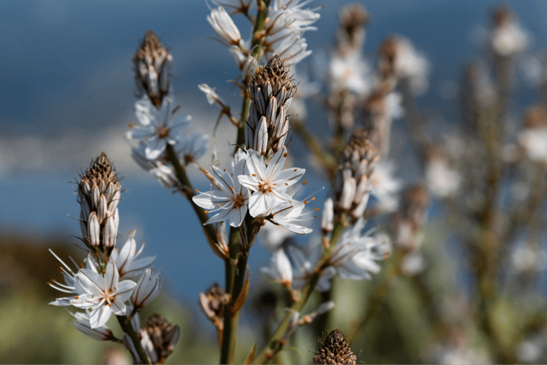 Budva: Kayak & Hike Experience on Sveti Nikola Island