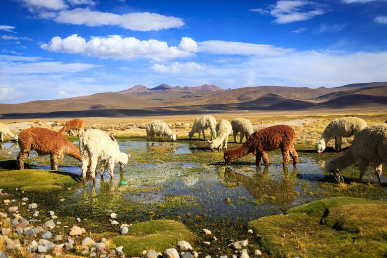 Mountain Escape: Discover Salinas & Aguada Blanca in One Day