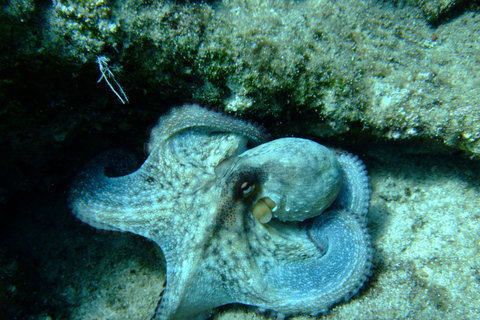 Chania: Sea Scooter Snorkeling boat tour