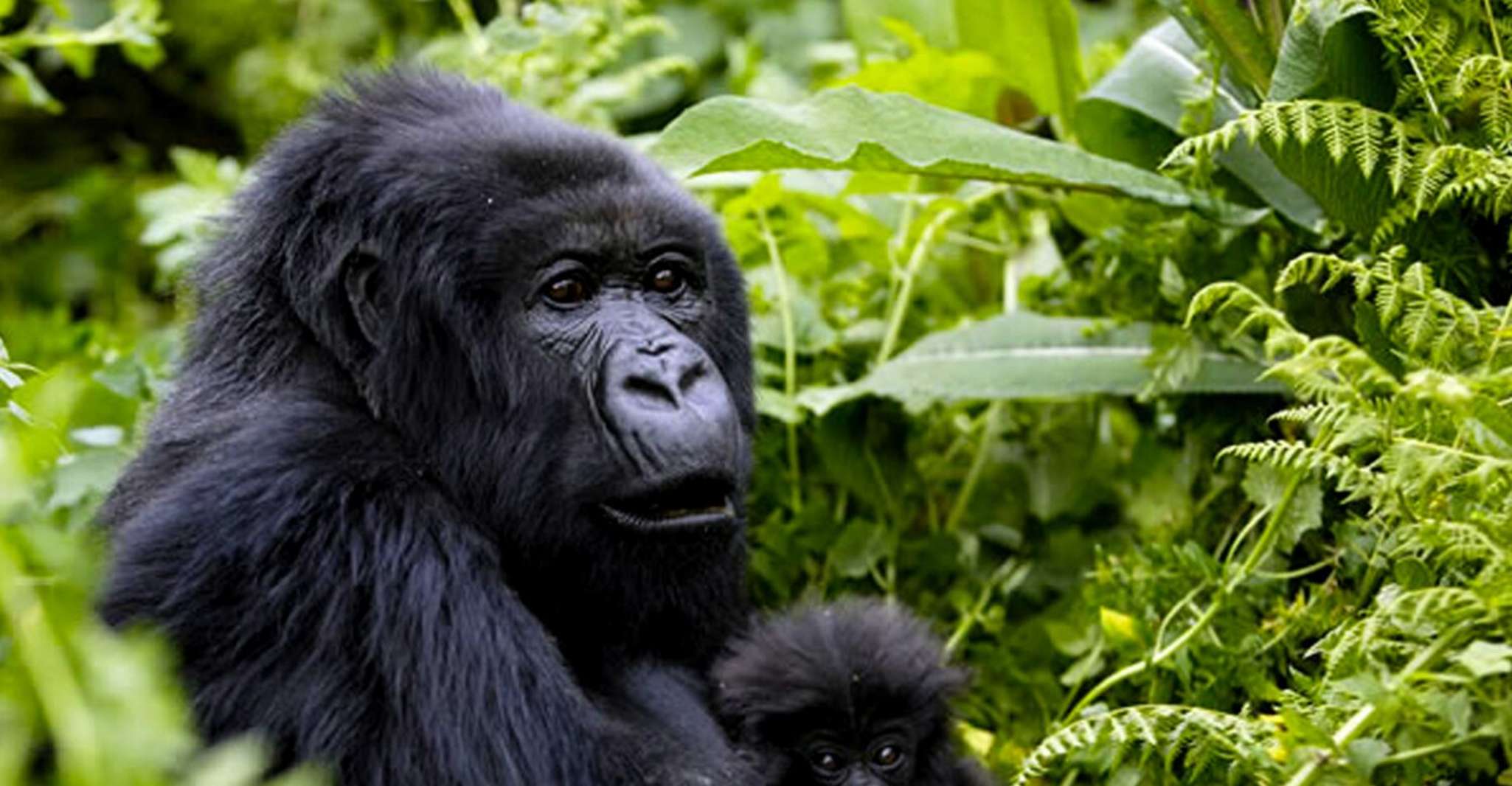 15 Tage Gorilla und Schimpansen Trekking – Big 5 und Natur-Safari - Hizvo