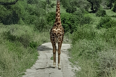 Safari de 3 días por el Serengueti y Ngorongoro desde Nairobi