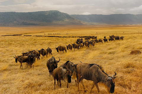 4 Dagar Tarangire, Ngorongoro, Serengeti Gruppsammanslagning Safari4 dagars naturskön gruppsafari i Tarangire, Ngorongoro och Serengeti