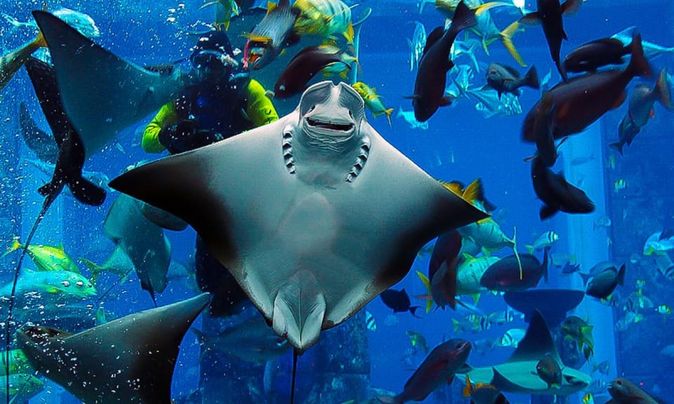 Dubai Ticket de entrada al Acuario y Zoo Submarino de Dubai GetYourGuide