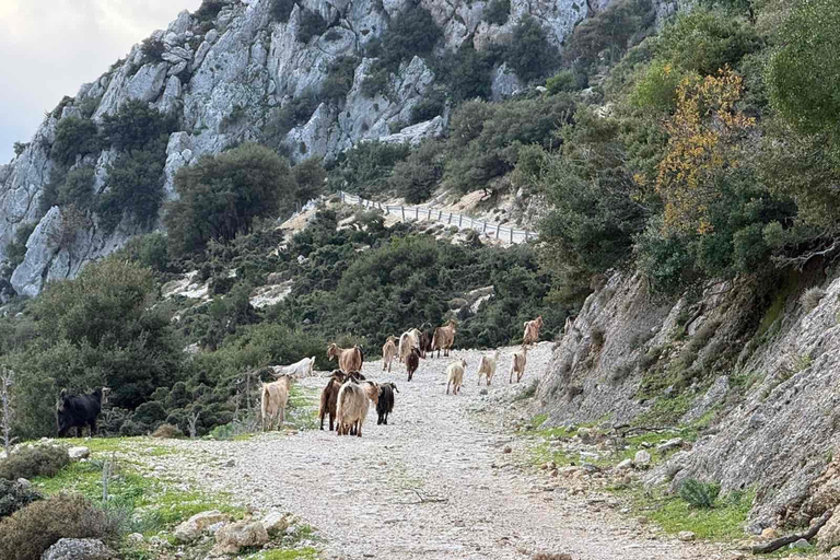 Kefalonia Ainos Premium 4x4 Van Experience Pick-up from Argostoli, Lassi, Svoronata, Lourdata Areas