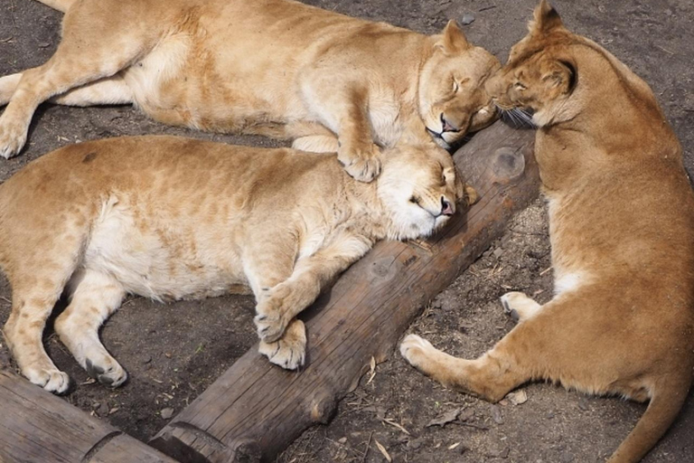 Hokkaido│Kurodake Ropeway, Asahiyama Zoo Autumn Leaves Tour