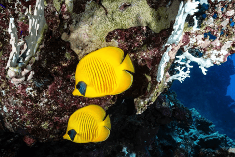 Zanzibar: Macaco, Caverna Salaam, The Rock e passeio de caiaque transparenteZanzibar: Macaco, Caverna Salaam, A Rocha e Passeio de Caiaque Transparente