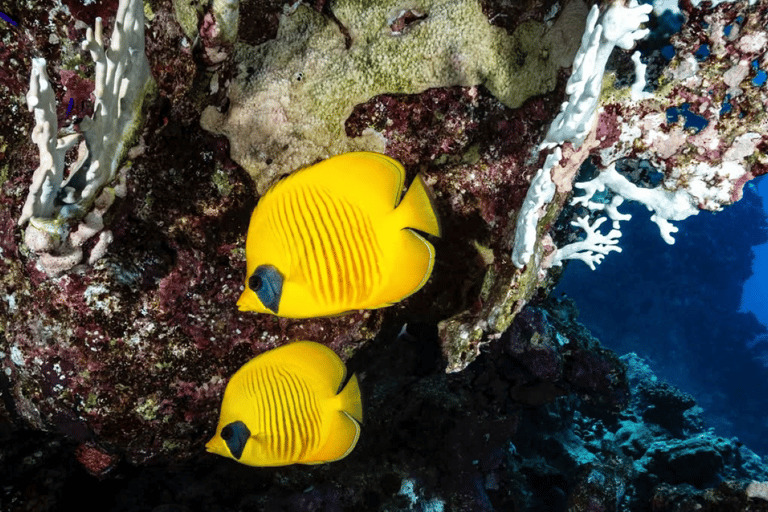 Zanzibar: Macaco, Caverna Salaam, The Rock e passeio de caiaque transparenteZanzibar: Macaco, Caverna Salaam, A Rocha e Passeio de Caiaque Transparente