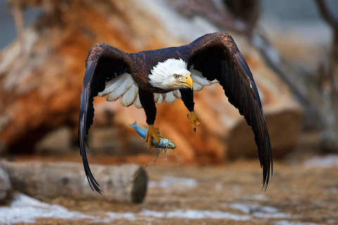 6 Days Explore Tanzania Big Five Wild Encounters Tour