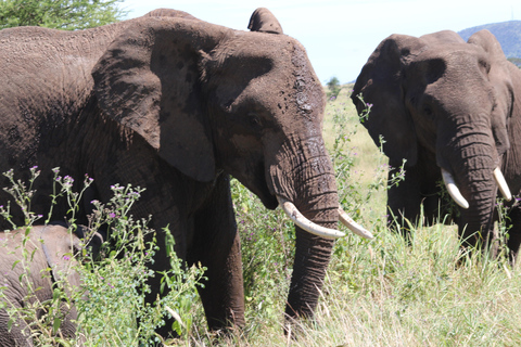 4 Tage Wildtierwunder Deine ultimative Safari-Reise