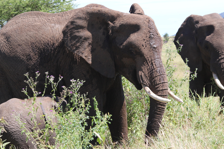 4 Tage Wildtierwunder Deine ultimative Safari-Reise