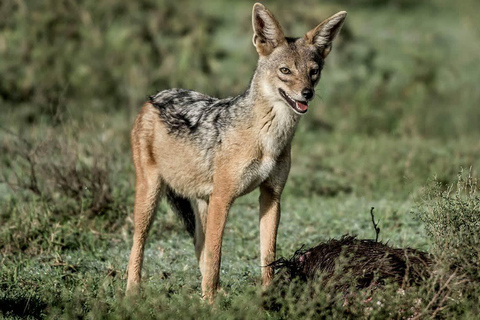 Arusha : safari de 6 jours en Tanzanie avec 2 nuits dans le SerengetiArusha : Safari de 6 jours en Tanzanie avec 2 nuits dans le Serengeti