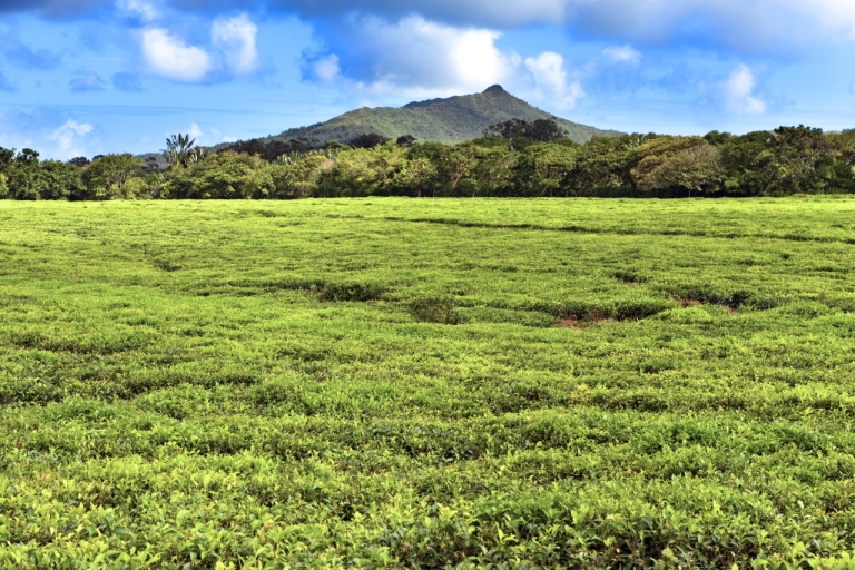 Ruta del Té - Excursión a Mauricio - Todo incluidoRuta del Té | Excursiones en Mauricio | Almuerzo y degustación de té