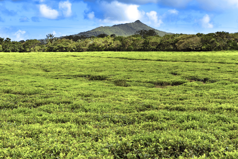 Ruta del Té - Excursión a Mauricio - Todo incluidoRuta del Té | Excursiones en Mauricio | Almuerzo y degustación de té