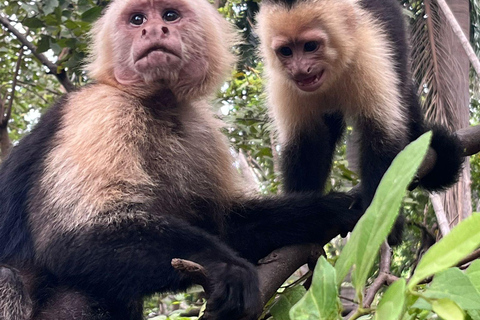 Playa Hermosa: Monkey, Sloth & Beach Adventure