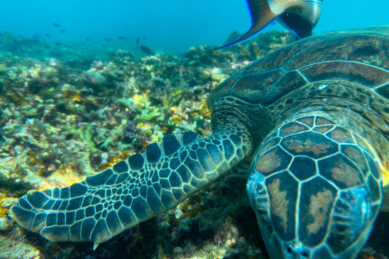 Muscat: Daymaniyat-eilanden snorkeltour met versnaperingen