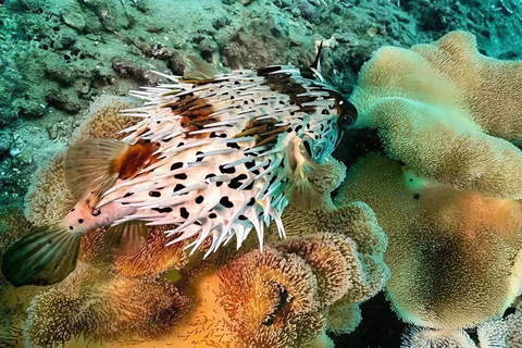Cham Islands - Explore Islands Snorkelling Or Diving 2 Times Diving 1 Time By Speedboat