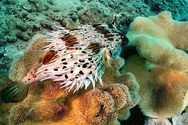 Cham Islands - Explore Islands Snorkelling Or Diving 2 Times Diving 1 Time By Speedboat