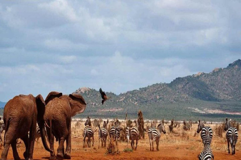 Nairobi: Safari di 6 giorni ai laghi della RiftValley e al Masai Mara con ...