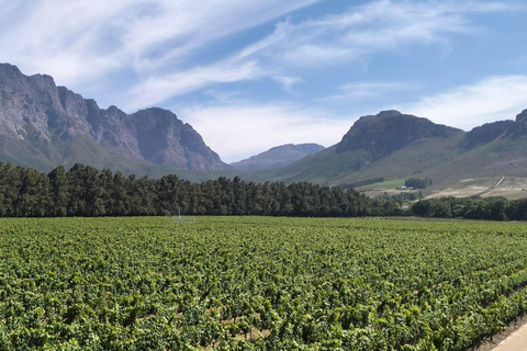 Le Cap : dégustation exclusive de vin Pinotage (visite privée)