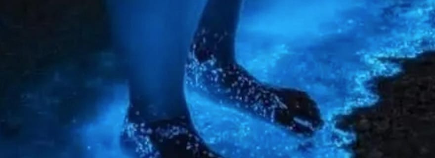 Holbox : Visite guidée en kayak sur les bioluminescences