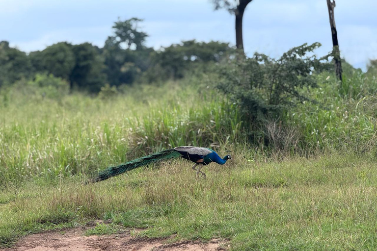 Sigiriya: Birdwatching Kayak Tour with Guide