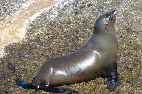 Cape Town Table Mountain Penguins & Cape Point All-inclusive
