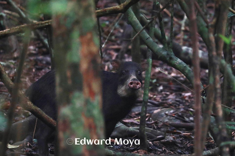 Park Narodowy Corcovado, stacja San Pedrillo, 1-dniowa wycieczka piesza