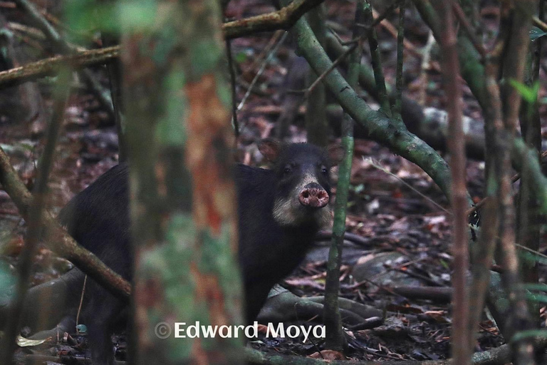 Parc national du Corcovado, station San Pedrillo, randonnée d&#039;une journée