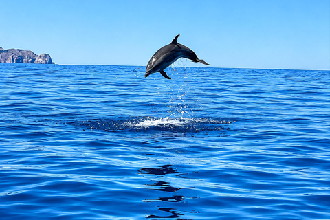 Can Picafort: Dolphin Watching Boat Tour with Swimming&caves Can Picafort: Dolphin Watching Boat Tour with Swimming stop